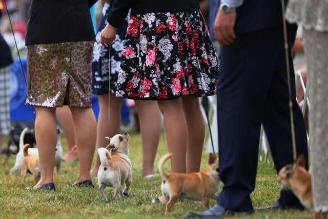 Chihuahuas compete in the Toy, Terrier, and Non-Sporting dogs breed judging event during the annual Westminster Kennel Club.