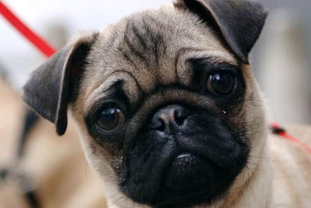 Ill-fated: Pugs like Daisy can only expect to live for an average 7.7 years