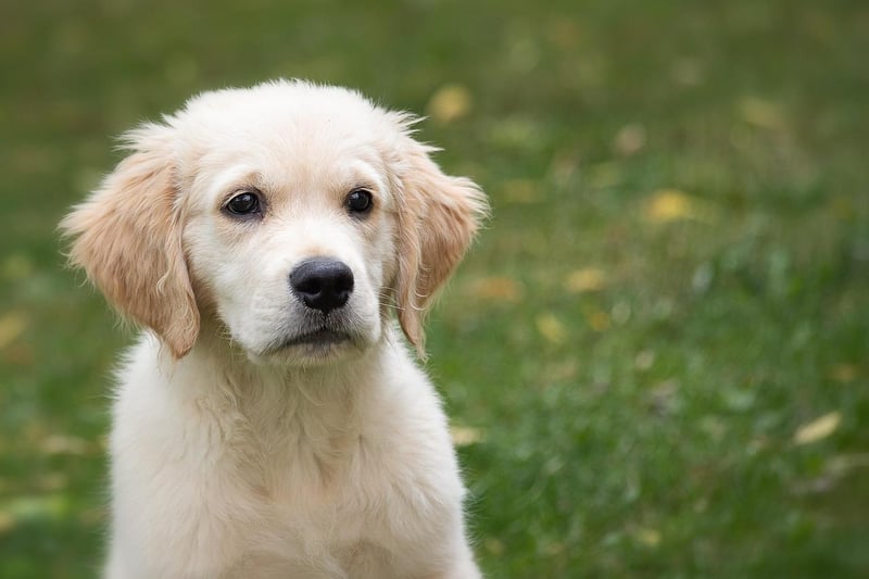 Golden Retriever takes eighth spot for Edinburgh, with 413 monthly online mentions.