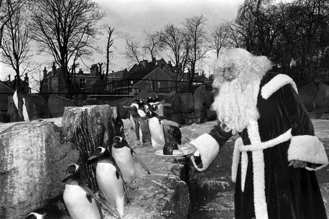 Edinburgh Zoo's penguins politely decline Santa Claus' offer of some Christmas pudding and mince pies when he stops off en route to Jenners department store in November 1978.