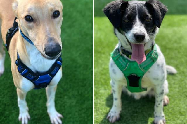 Rescue dogs Fred the lurcher (left) and Nelson the Jack Russell cross need to find their forever home (Edinburgh Dog and Cat Home)
