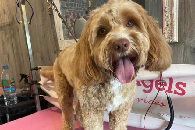 Little Angels Dog Grooming is a family-run salon in Easter Road. "Not just excellent grooms on our pets," wrote a reader, "But the NICEST people with excellent customer service!”