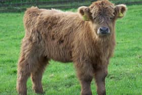 Flora, the Highland cow, which was born at Beecraigs Country Park