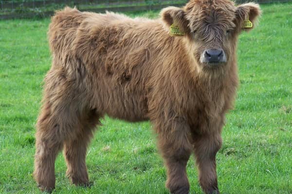 Flora, the Highland cow, which was born at Beecraigs Country Park