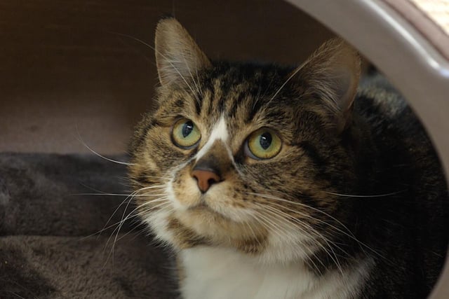 Here is golden oldie Poppy. She is a 12-year-old domestic short hair. This beautiful lady is in need of a calm, quiet home. Poppy has a lovely personality and enjoys lots of fuss and attention. She is overweight, and although she has lost some a strict feeding regime is needed and encouragement to exercise. Poppy will need time to settle in to her new home as she can be a little unsure of new surroundings, but once settled she will make a brilliant companion. Unfortunately, she cannot live with cats or dogs and would prefer a quiet home and peaceful environment. To find out how to adopt Poppy see: https://rspca-radcliffe.org.uk/animal/poppy/
