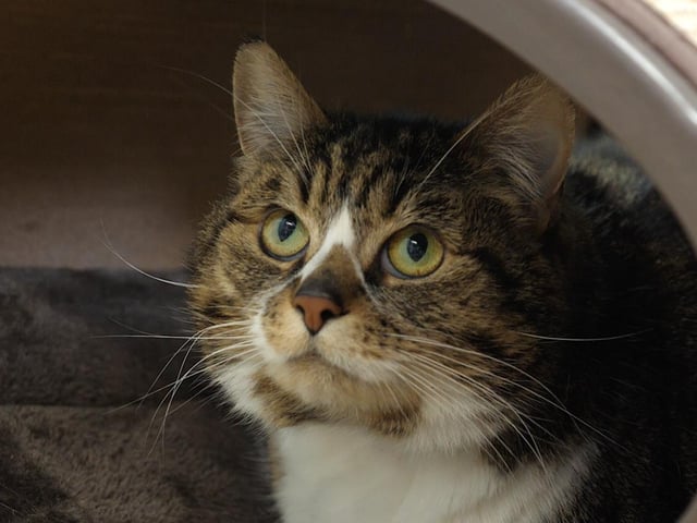 Here is golden oldie Poppy. She is a 12-year-old domestic short hair. This beautiful lady is in need of a calm, quiet home. Poppy has a lovely personality and enjoys lots of fuss and attention. She is overweight, and although she has lost some a strict feeding regime is needed and encouragement to exercise. Poppy will need time to settle in to her new home as she can be a little unsure of new surroundings, but once settled she will make a brilliant companion. Unfortunately, she cannot live with cats or dogs and would prefer a quiet home and peaceful environment. To find out how to adopt Poppy see: https://rspca-radcliffe.org.uk/animal/poppy/