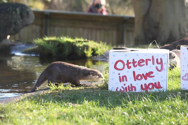 Otters loving their Valentine's treats
PIC: Royal Zoological Society of Scotland