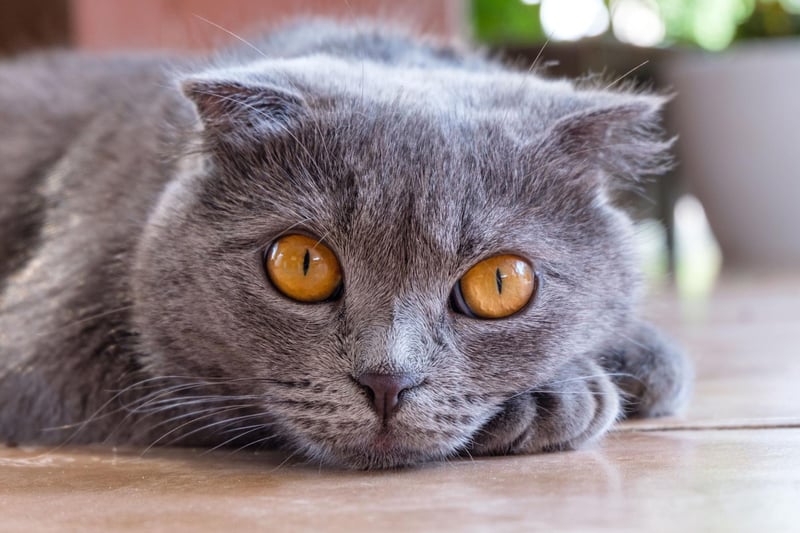 Taking seventh spot is the British Blue Shorthair, with its stunning grey-blue coat and bright orange eyes.