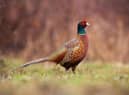 Many game birds such as pheasants are reared as captive poults before they are released.