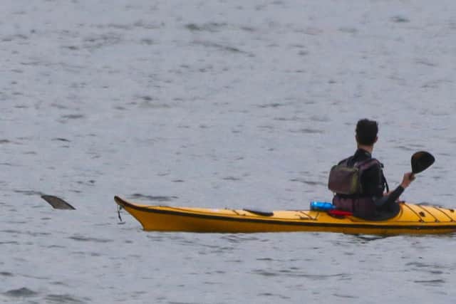 Philip de Iongh kayaking next to what is thought to be a swordfish just off Portobello beach picture/Andrew Stark