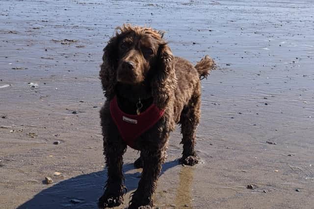 Tinka was taken in by a Longstone family after going missing.