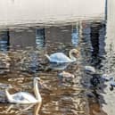 Leith resident Paul, said it was great to see the cygnets thriving. Photo: Paul Davidson @elementalPaul
