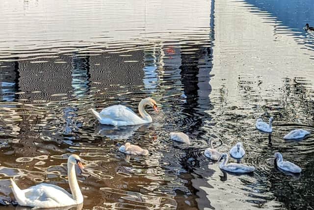 Leith resident Paul, said it was great to see the cygnets thriving. Photo: Paul Davidson @elementalPaul