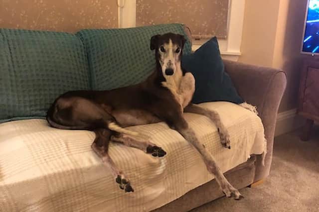 Columnist Helen Martin is devastated after her beloved greyhound Geordie was put down but she also takes comfort from saving him from more pain. PIC: Contributed.