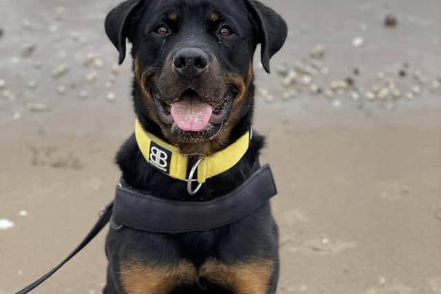 Tommy is looking for an owner experienced with his breed. Photo: Edinburgh Dog and Cat Home.