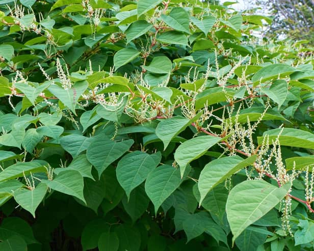 Gardeners beware - Japanese knotweed is extremely destructive