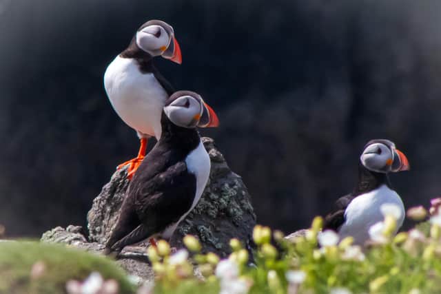 Puffins can be see until late July/early August, before heading north.
