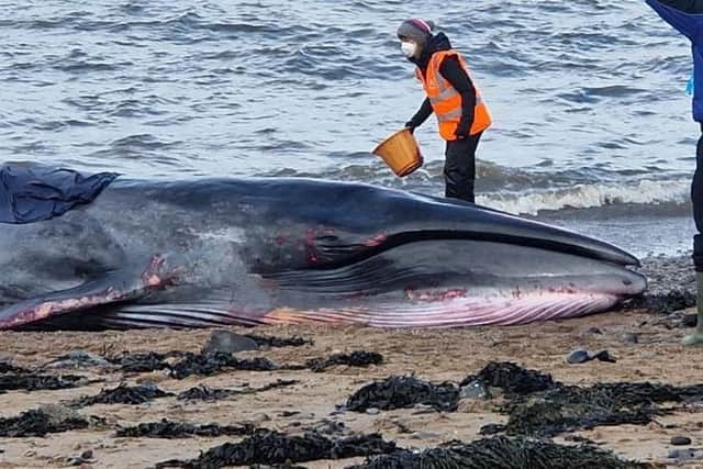 The sei whale washed up on the South Queensferry beach on the morning of Saturday, October 21. Picture: @david_mck33