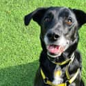Rescue dog Jarvis is a charming and playful boy who is looking for his forever home