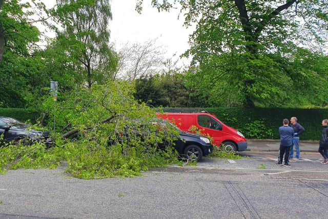 A fallen tree on Queen Street caused damage to vehicles.
