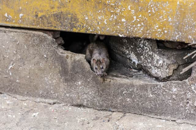 A rat come out from under a building