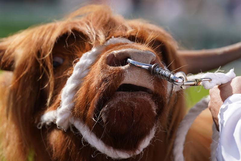 A Highland cow is paraded in the judging ring at the Royal Highland Centre in Ingliston, Edinburgh, on the first day of the Royal Highland Show.