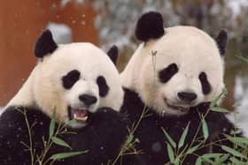 Animal lovers are usually able to watch Yang Guang and Tian Tian, Edinburgh Zoo’s much-loved giant pandas, on a live webcam stream