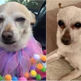 A new record for the world's oldest dog living has been confirmed - 21-year-old chihuahua, TobyKeith. Photos: Guinness World Records.