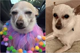 A new record for the world's oldest dog living has been confirmed - 21-year-old chihuahua, TobyKeith. Photos: Guinness World Records.