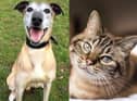 Whether you're a cat, a dog or a rabbit person, there are some adorable Edinburgh rescue pets looking for a new home. Photo credit SSPCA/Canva Pro