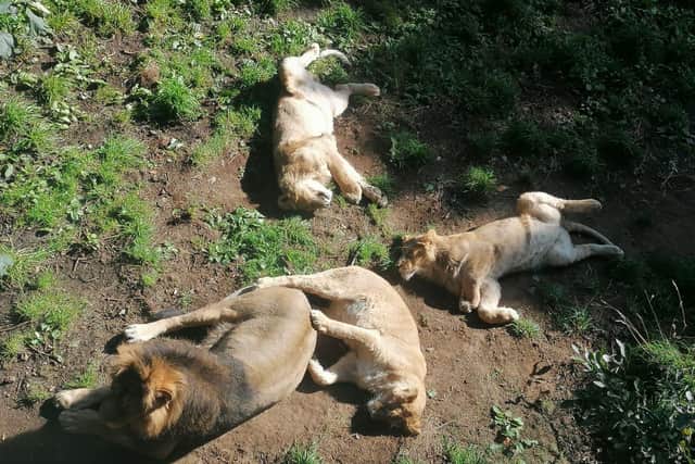 Edinburgh Zoo's pride of Asiatic Lions: Jeyendra with Mitaali and her two brothers Keshari and Kushanu. (Pic: RZSS)