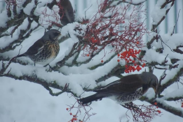 David Bell took this photo of fieldfares tucking into berries in the snow
