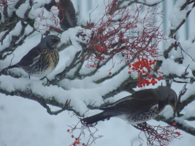 David Bell took this photo of fieldfares tucking into berries in the snow