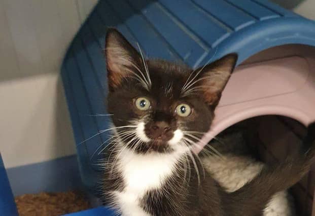 Could you offer one of these cute kitties a forever home?