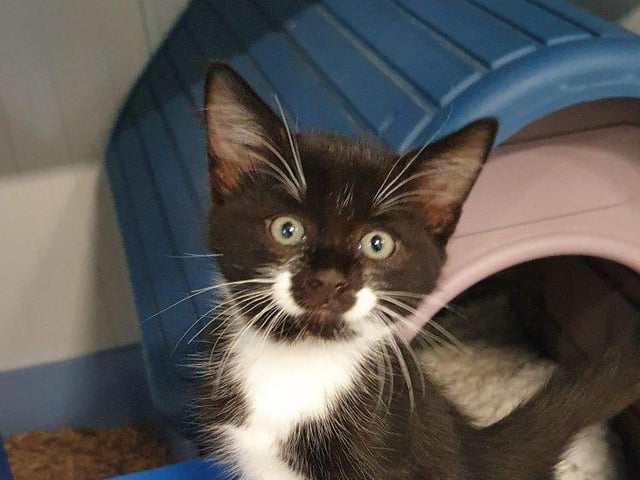 Could you offer one of these cute kitties a forever home?