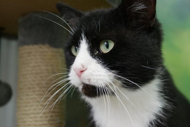 Lovely Felix, is a three year old, male, domestic shorthair.
This gorgeous boy is looking for a quiet home as he can be a little timid at first. Once Felix knows you he is an affectionate boy who loves to be on your knee. He could be re-homed with female cats but not with dogs or young children. Find out more at https://rspca-radcliffe.org.uk/animal/felix/