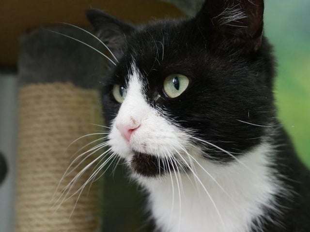 Lovely Felix, is a three year old, male, domestic shorthair.
This gorgeous boy is looking for a quiet home as he can be a little timid at first. Once Felix knows you he is an affectionate boy who loves to be on your knee. He could be re-homed with female cats but not with dogs or young children. Find out more at https://rspca-radcliffe.org.uk/animal/felix/