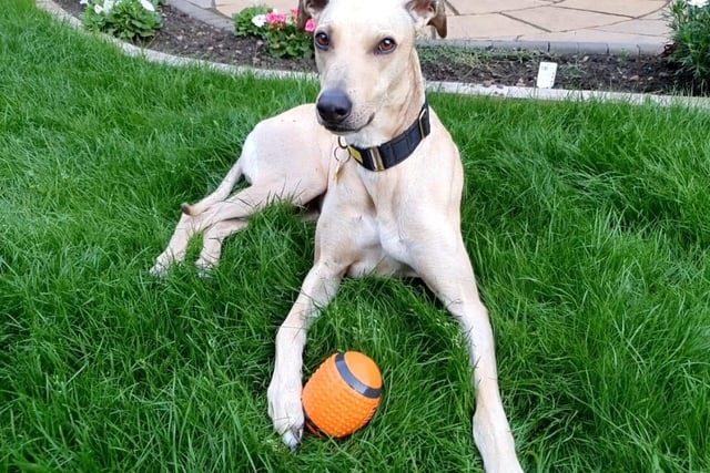 Kai is currently staying at a foster home with carers who love having the affectionate five-year-old around. He loves being a part of the family and is great fun to be around. He loves a long lie in the morning and enjoys learning new tricks.
He can be uncomfortable around other dogs and prefers to be walked in quieter areas. He requires to be walked on a lead and wear a muzzle, which he is happy to do.
The lovable Lurcher would love a garden where he can bathe in the sun and stretch his legs. He loves food, is house trained and enjoys playing with his squeaky toys. He also travels well in the car and can live in a home with children of school age.