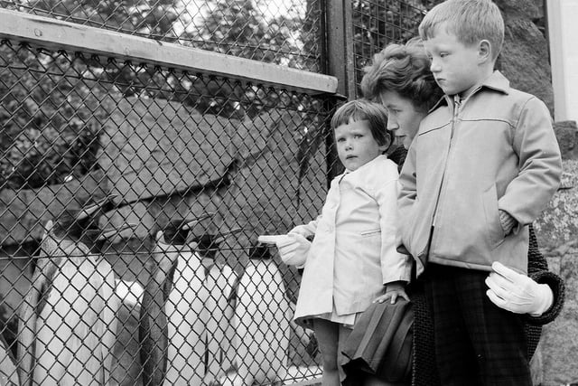 Children Richard Hanson and Carol Wood watch the penguins at Edinburgh Zoo in 1963.