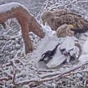 Sea eagle Shona brooding on her eggs while mate Finn watches. Pic: Jess Tomes