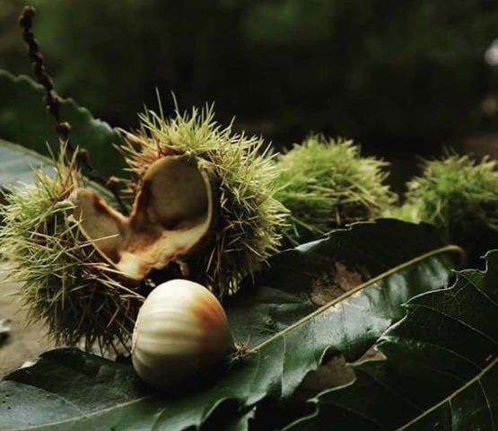 This year has flown by it's somehow already time for chestnuts! From @toonarmy19155448