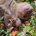 Atty, Scotland’s first-ever baby sloth, and his mum Fe have celebrated World Sloth Day at Edinburgh Zoo with a tasty floral treat while Atty's dad Nico took a nap