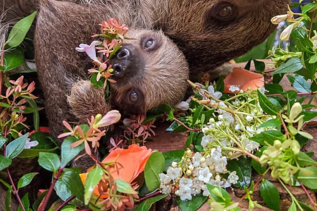 Atty, Scotland’s first-ever baby sloth, and his mum Fe have celebrated World Sloth Day at Edinburgh Zoo with a tasty floral treat while Atty's dad Nico took a nap