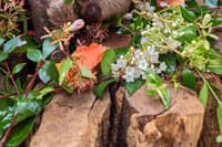 Atty, Scotland’s first-ever baby sloth, and his mum Fe have celebrated World Sloth Day at Edinburgh Zoo with a tasty floral treat while Atty's dad Nico took a nap
