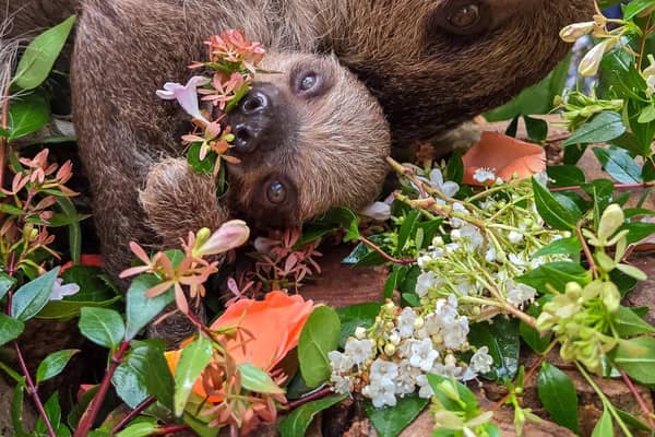 Atty, Scotland’s first-ever baby sloth, and his mum Fe have celebrated World Sloth Day at Edinburgh Zoo with a tasty floral treat while Atty's dad Nico took a nap