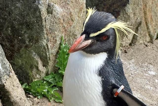 Killed by a fox at Edinburgh Zoo: Mrs Wolowitz, a northern rockhopper penguin