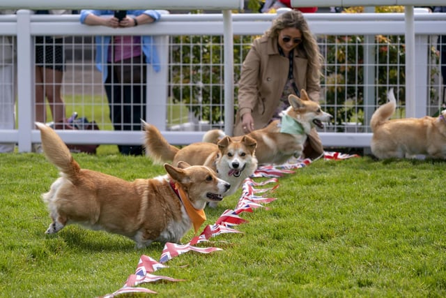 Participants cross the finish line in the first ever Corgi Derby.