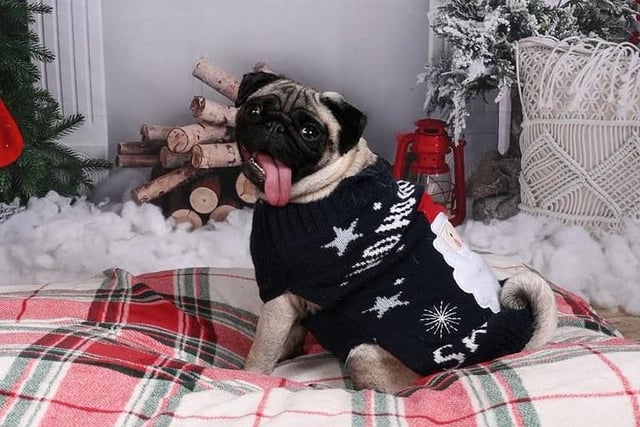 Luna the pug is wearing a wonderful festive jumper. Shared by Alison Blything.
