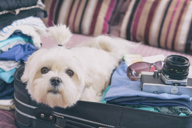 If you are thinking of taking your pup on a summer holiday to mainland Europe, there are a few things you need to remember to do.