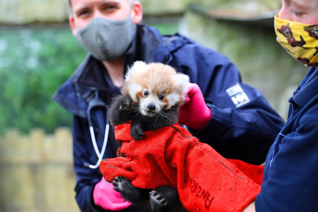 A baby red panda named Ruby was born in summer 2021 at Edinburgh Zoo, to parents Ginger and Bruce. In this photo, the endangered red panda kit is receiving her first health check.